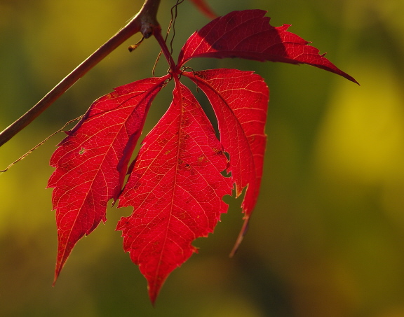 Crimson Leaf