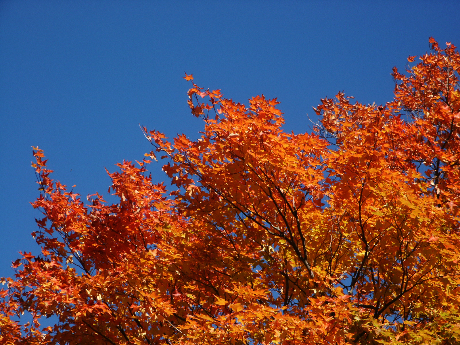 Fall in the Town of Erin