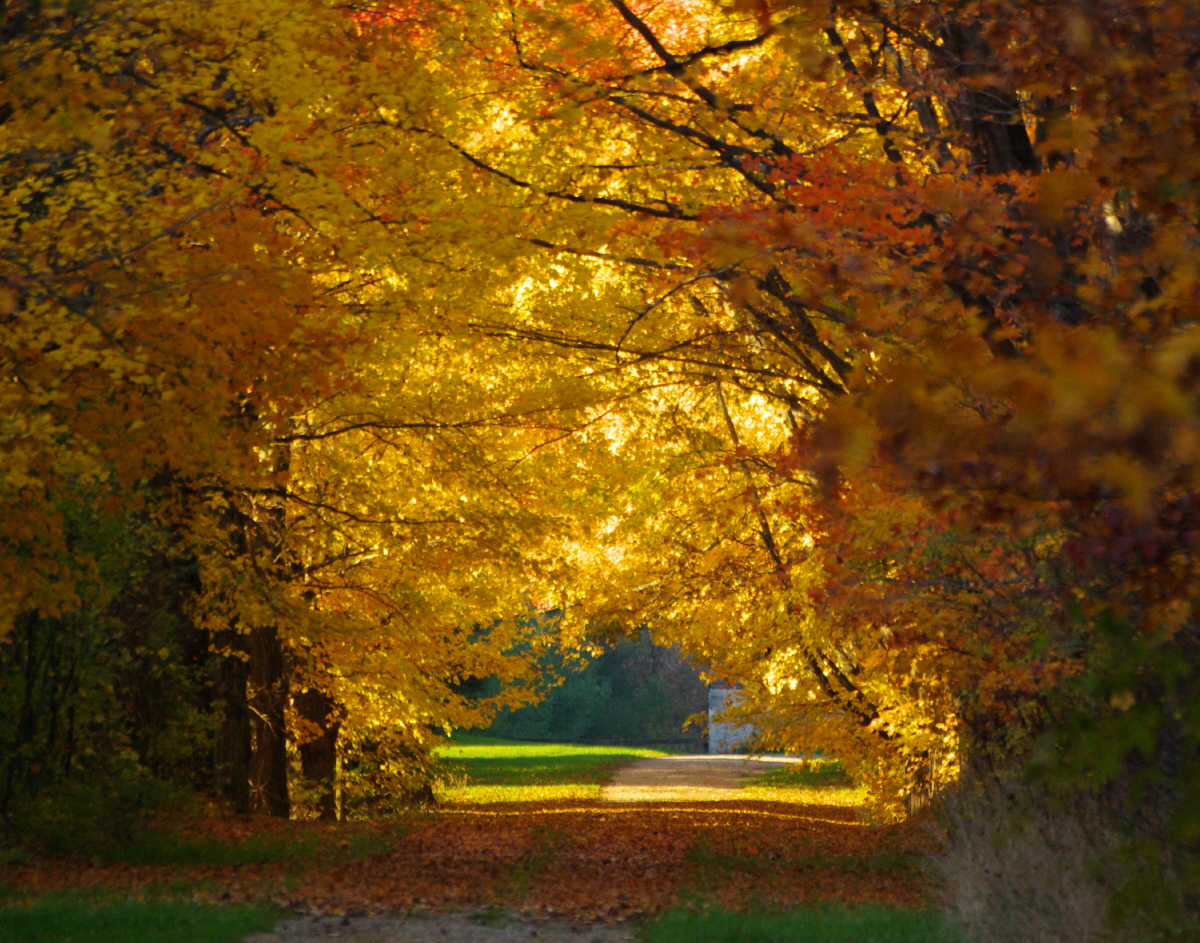 Gorgeous Fall Lane