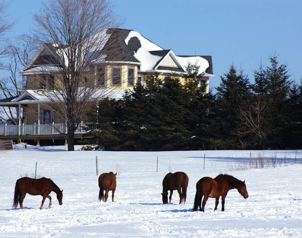 Reilly's House & Horses