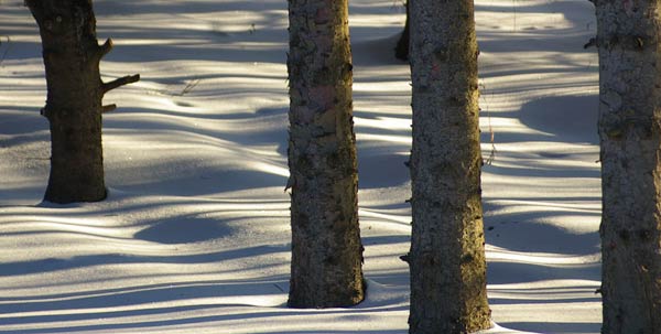 Winter Tree Trunks